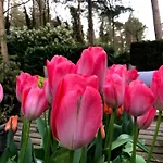 Bosbungalow Ruighenrode *