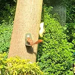Bosbungalow Ruighenrode Lochem