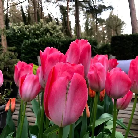 Bosbungalow Ruighenrode *