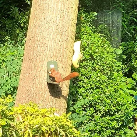 Bosbungalow Ruighenrode Lochem