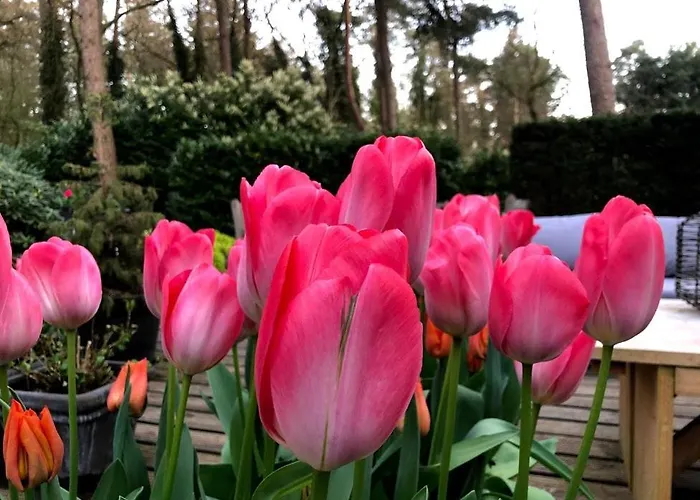 Bosbungalow Ruighenrode *