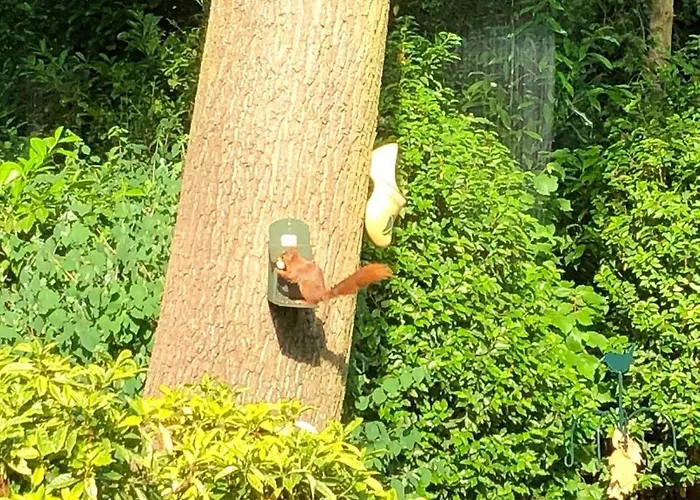 Bosbungalow Ruighenrode Lochem