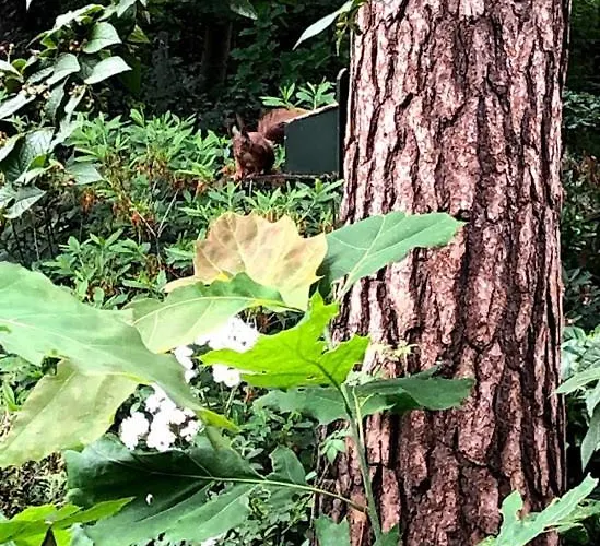 Semesterbostad Bosbungalow Ruighenrode *