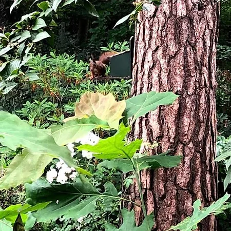 別荘 Bosbungalow Ruighenrode *